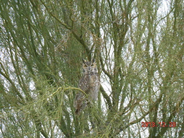 Owl